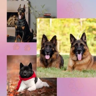 Akita for sale