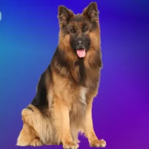 German shepherd for sale