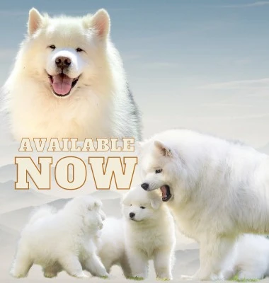 Samoyed pup for sale