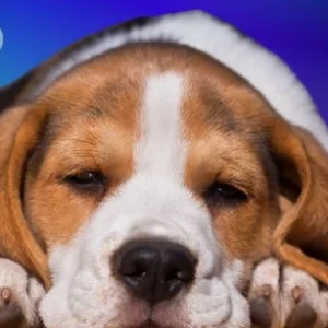 Buy Beagle pup